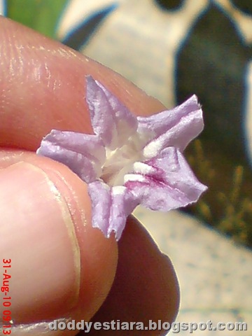 [purple flower 12[2].jpg]