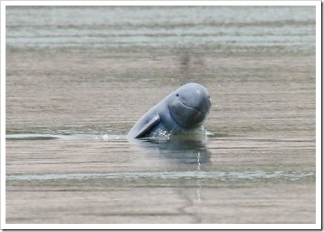 freshwater-dolphins-threatened-irrawaddy