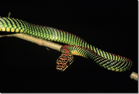 The paradise tree snake, C. paradisi, can glide dozens of meters from tree to tree