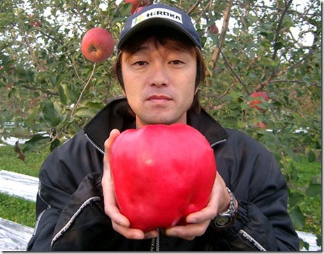 The heaviest apple weighed 1.849 kg  and was grown and picked by Chisato Iwasaki at his apple farm in Hirosaki City, Japan October 24, 2005