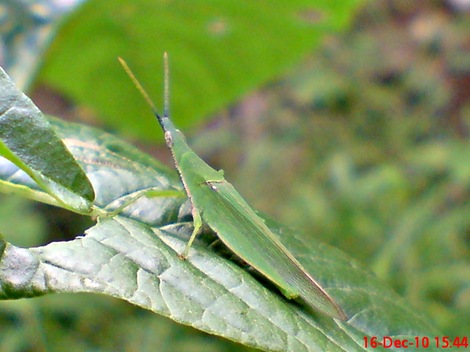 belalang hijau Atractomorpha crenulata vegetable grasshopper DSC03545