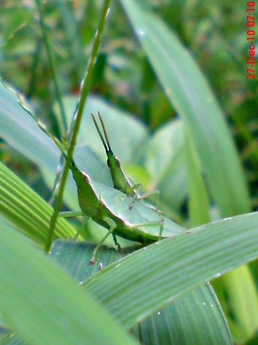 belalang hijau kawin di rumput bambuan 2