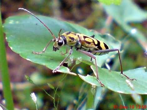 Chlorophorus annularis - Bamboo Longhorn Beetle - Bamboo Tiger 10