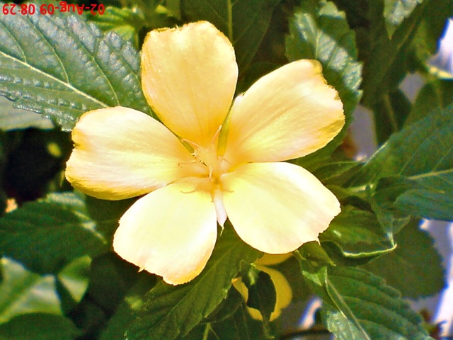 [yellowTurneraulmifolia011.jpg]