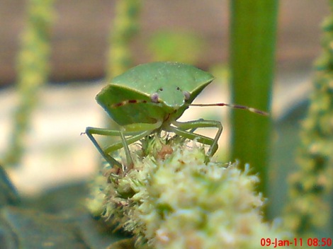 Nezara viridula_green vegetable bug_kepik hijau 08