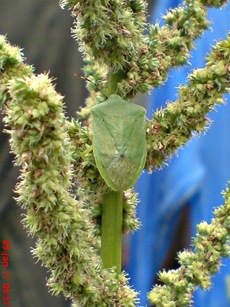 Nezara viridula_green vegetable bug_kepik hijau 16