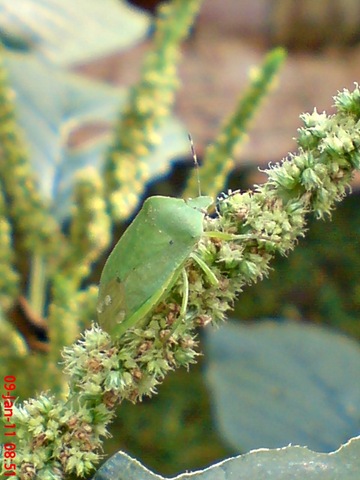[Nezara viridula_green vegetable bug_kepik hijau 09[1].jpg]