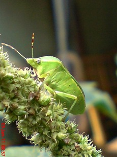 Nezara viridula_green vegetable bug_kepik hijau 12