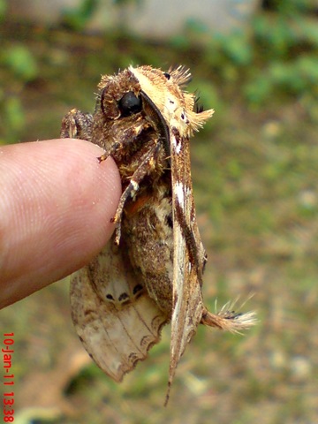 [ngengat moth Dudusa vethi 01[5].jpg]