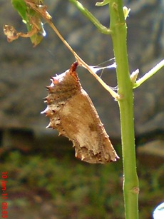 Common Eggfly Butterfly - Hypolimnas bolina - pupa 4