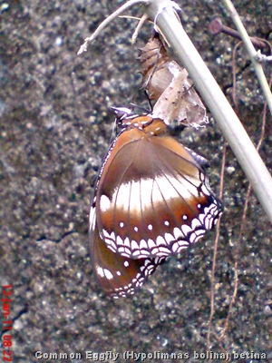 Common Eggfly Butterfly - Hypolimnas bolina - female