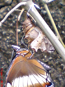 Common Eggfly Butterfly - Hypolimnas bolina - female 2