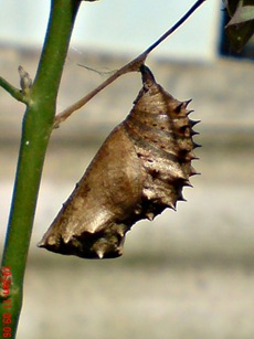 Common Eggfly Butterfly - Hypolimnas bolina - pupa 3