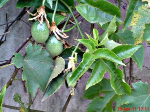 Passiflora edulis-Markisa-Passion Fruit 8