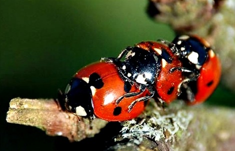 lady bugs threesome