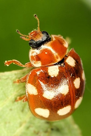 Calvia quatuordecimguttata - Cream Spotted Lady-beetle