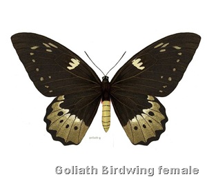 Ornithoptera Goliath Female