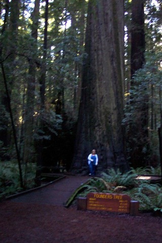 [Redwoods(2)[8].jpg]