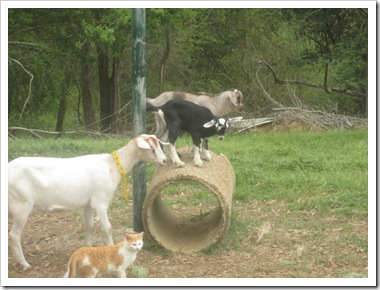 goats 018