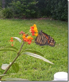monarch drinking nectar