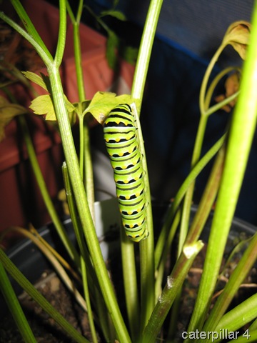 [caterpillar 4[7].jpg]