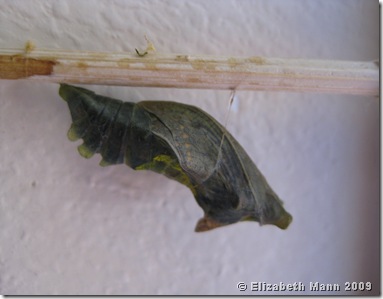 Polydamas chrysalis black (origanal)