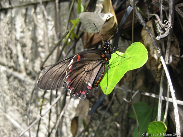 [Polydamas Swallowtail On Pipevine (origanal).jpg]
