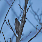 Downy Woodpecker Adult Female