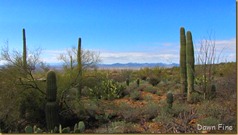 Desert museum_243_thumb