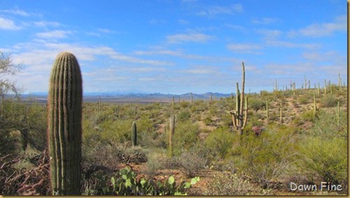 Desert museum_066_thumb