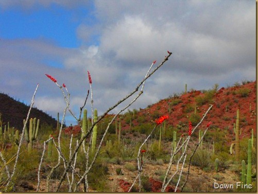 Desert museum_293_thumb