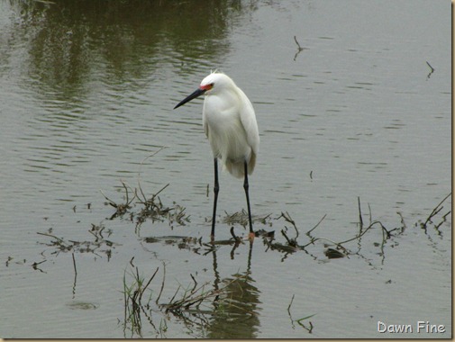 Padre Island birding_112