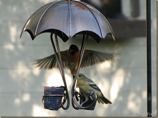 orioles_20090625_029