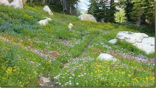 Elephant mountain hike_20090825_202