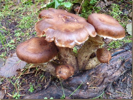 Mushroom picking sutton_040