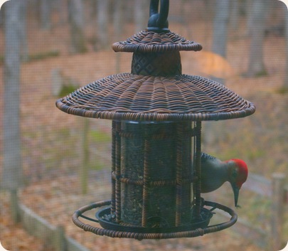 red headed woodpecker on a feeder