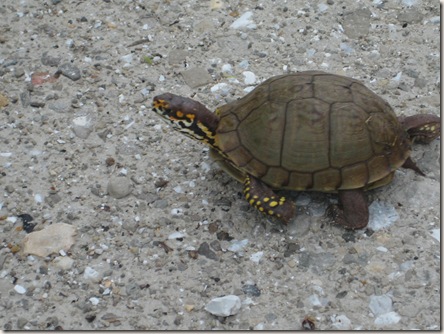 Turtle crossing gravel road