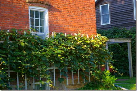 Grape vines growing on trelises anchored to the side of a house