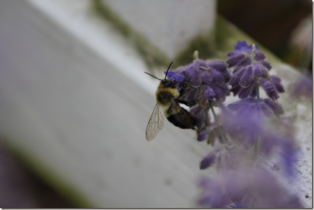 Bee on lavendar