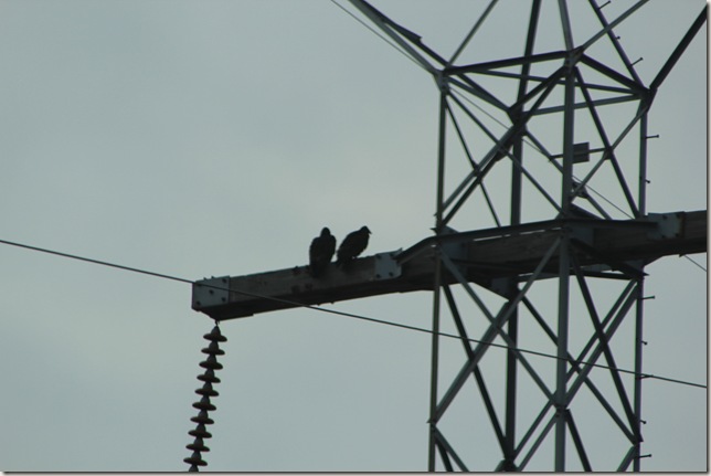 two very large birds on a pole