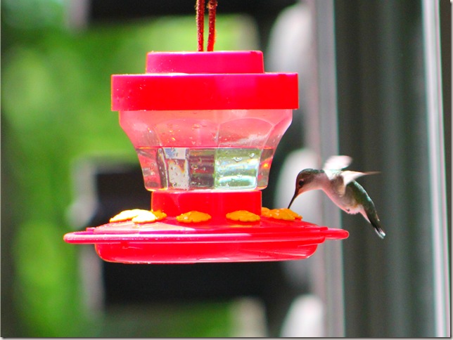 Humming bird drinking from feeder