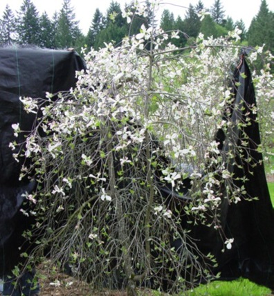 weeping dogwood