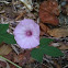 Morning Glory, Ipomoea indica ?