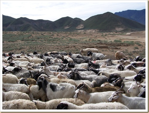 Tíbet, rebaño de cabras en el Valle de Yarlung..