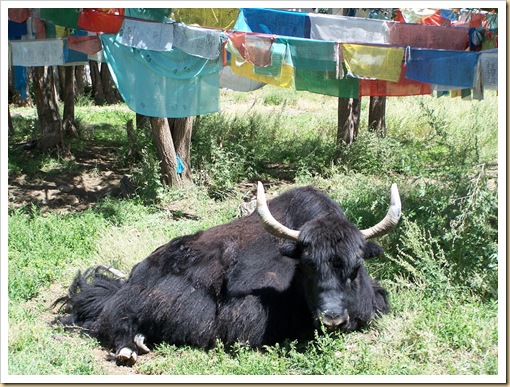 Tíbet. yak en el jardín del Monasterio de Samye.