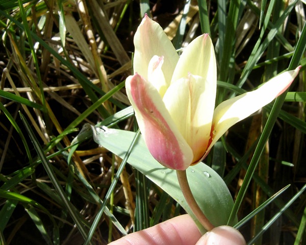 [tulip[3].jpg]