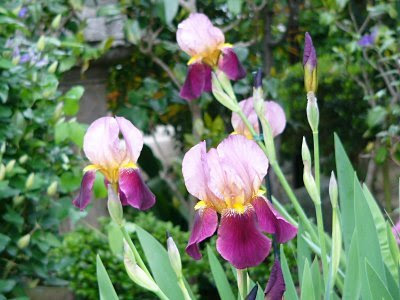 最高のコレクション ジャーマンアイリス 花が咲かない 253658-ジャーマンアイリス 花が咲かない