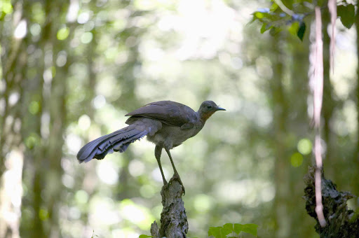 In the rainforest of Dorrigo National Park of Australia's Mid-North Coast NSW.