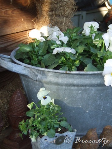 [tuin maart 2010 007[6].jpg]