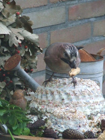 [vogeltaart 019[3].jpg]